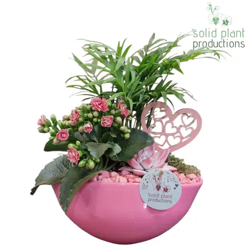 Chamaed.Arr Evelyn CE005 PV T22 H035