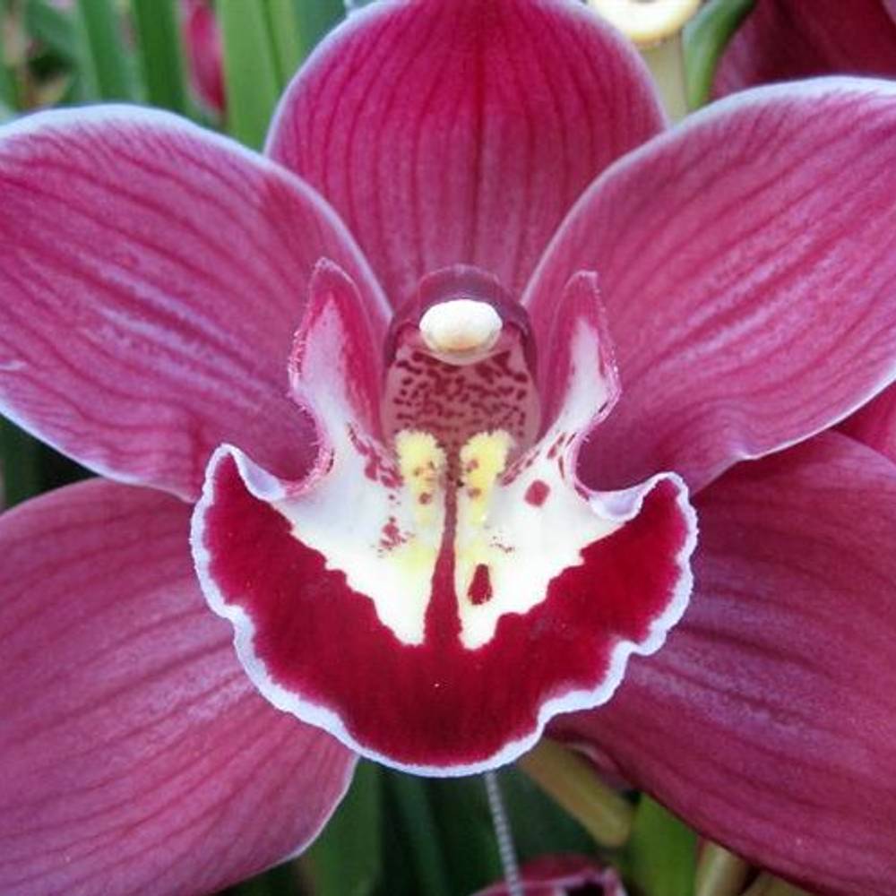 Cymbidium lila Rotorua 50cm 6+Blüte