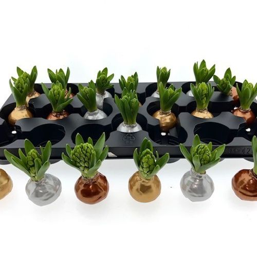 Hyac.Bol Wachs mix Metallic mix Bl. H8