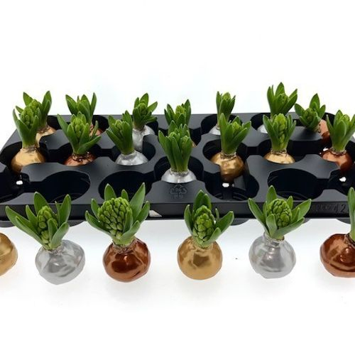 Hyac.Bol Wachs mix Metallic mix Bl. H8