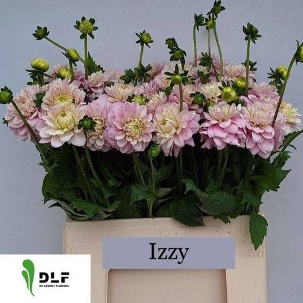 Dahlia hell rosa Vera Louise 40cm