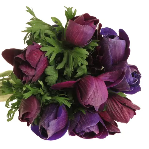 Anemone rot bordeaux Super Italien 40cm
