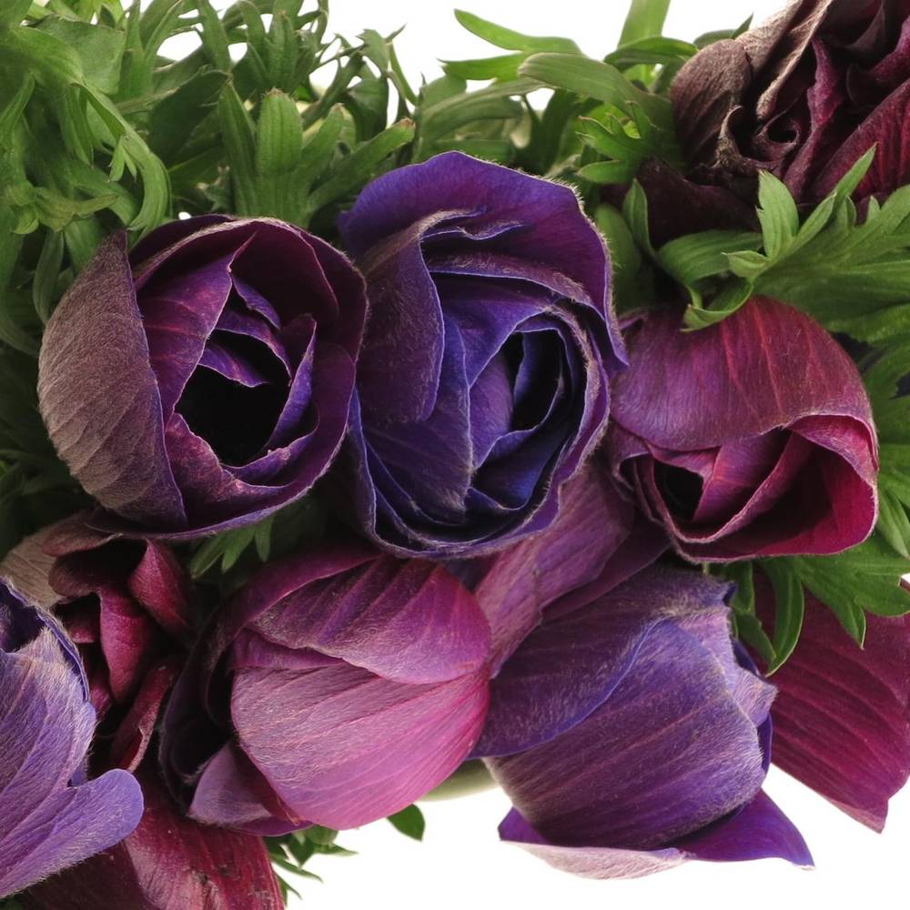 Anemone rot bordeaux Super Italien 40cm