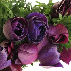 Anemone rot bordeaux Super Italien 40cm
