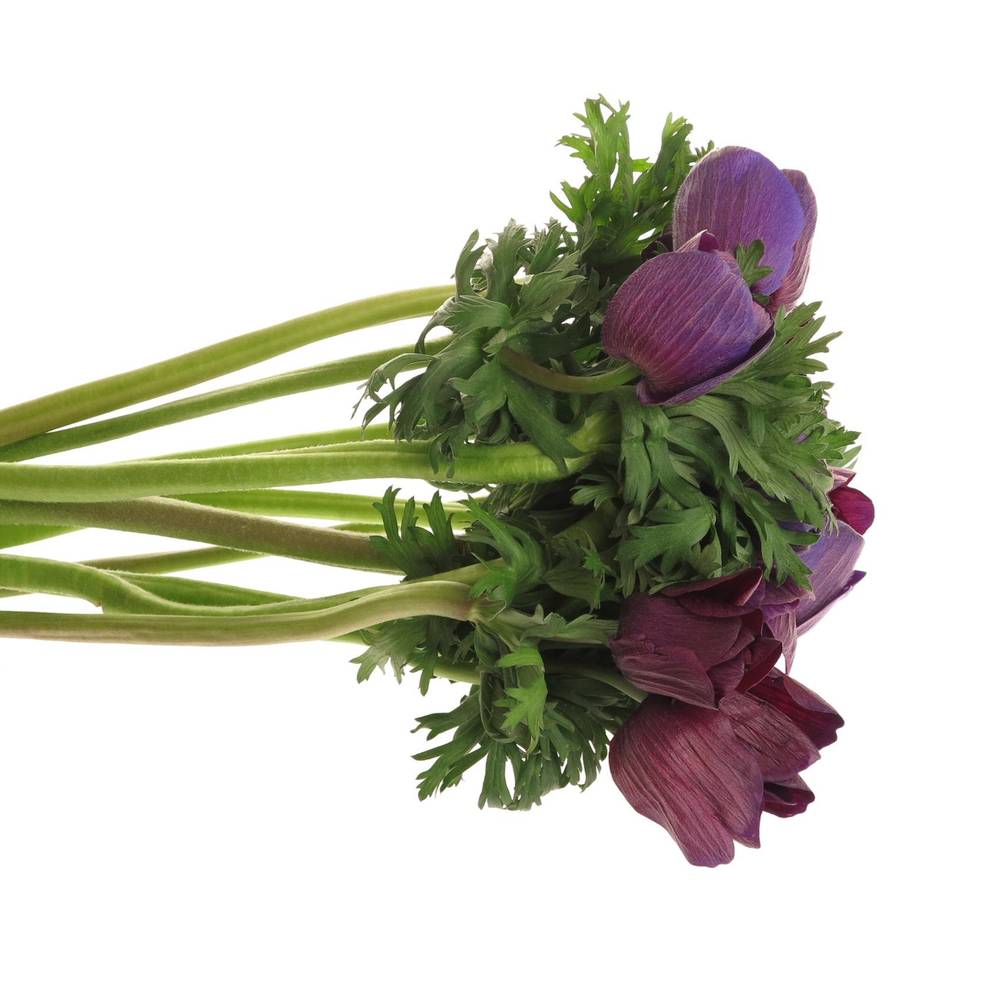 Anemone rot bordeaux Super Italien 40cm