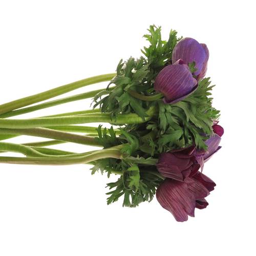 Anemone rot bordeaux Super Italien 40cm