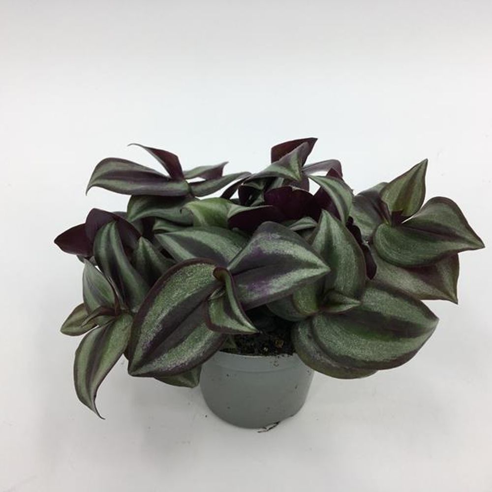 Tradescantia Albi pink Joy T6