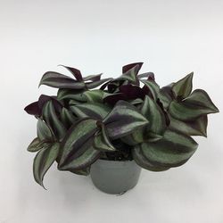 Tradescantia Albi pink Joy T6