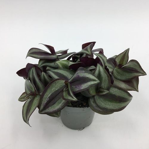 Tradescantia Albi pink Joy T6