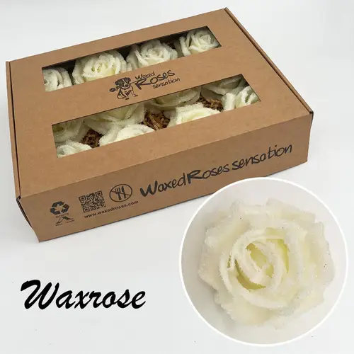 Seiden Wachs Rose eisig creme/weiss