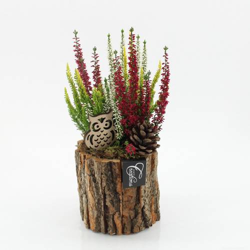 Garten.Arr-2515 Herbst T14 H030