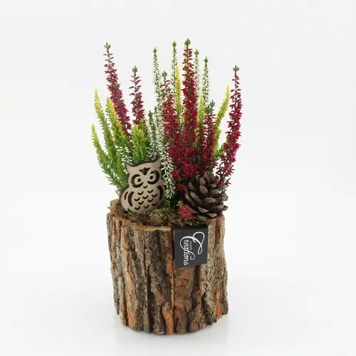 Garten.Arr-2515 Herbst T14 H030