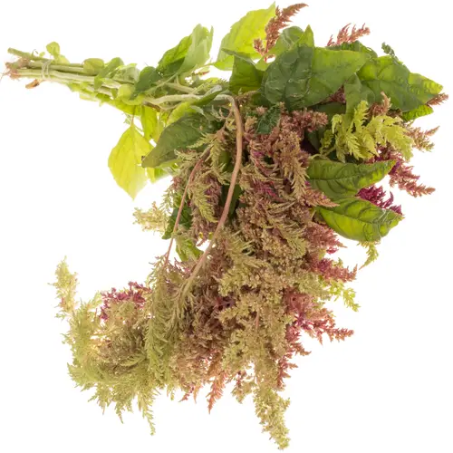 Amaranthus hang weinrot/grün Magic Spider 80cm