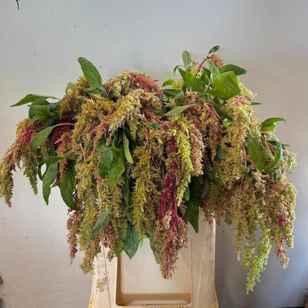 Amaranthus weinrot/grün Magic Spider 80cm