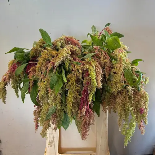 Amaranthus weinrot/grün Magic Spider 80cm