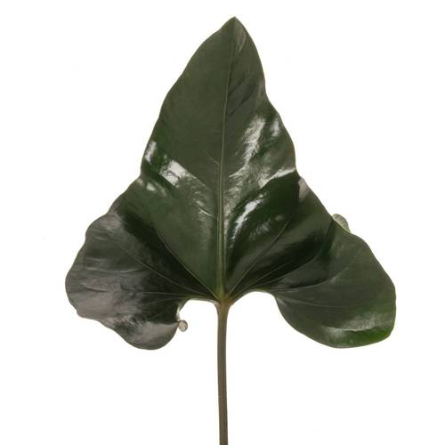 Anthurium Blatt grün Arrow 40cm