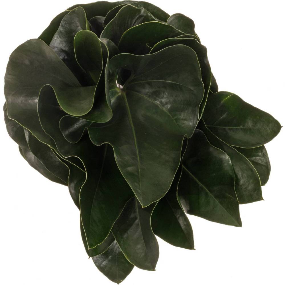 Anthurium Blatt grün Arrow 40cm
