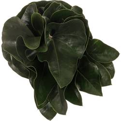 Anthurium Blatt grün Arrow 40cm