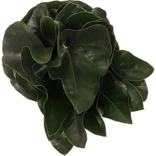 Anthurium Blatt grün Arrow 40cm