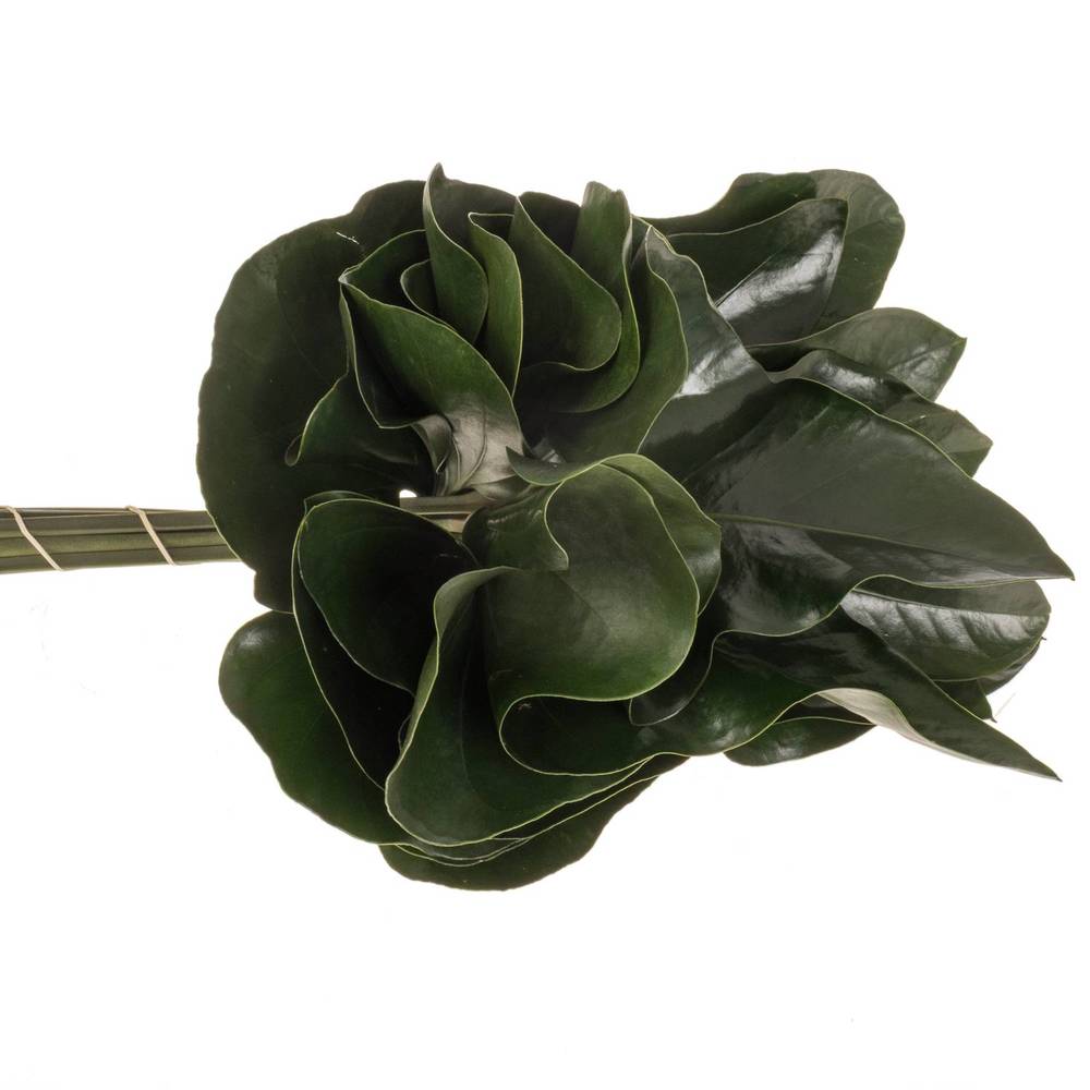 Anthurium Blatt grün Arrow 40cm