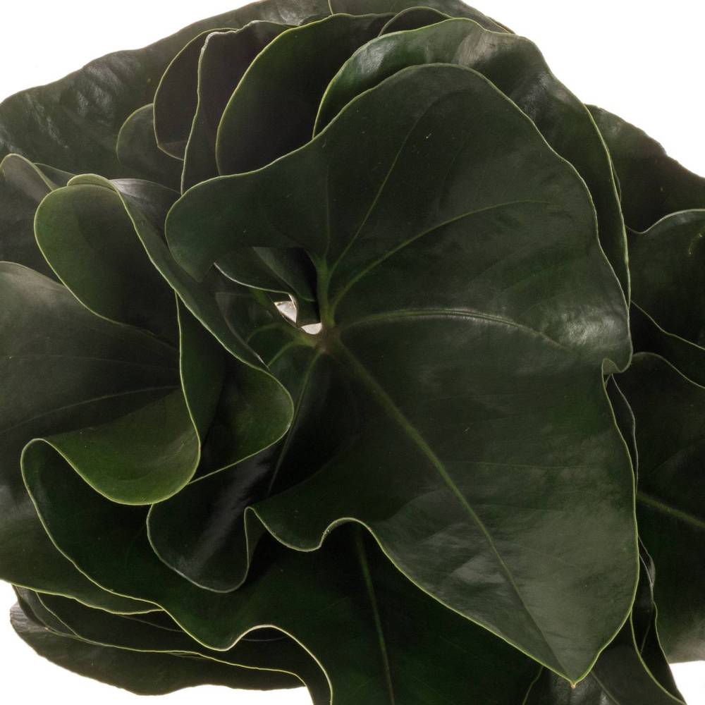 Anthurium Blatt grün Arrow 40cm