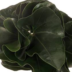 Anthurium Blatt grün Arrow 40cm