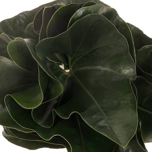 Anthurium Blatt grün Arrow 40cm