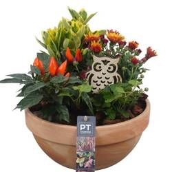 Garten.Arr PTHO4259 T23 H028