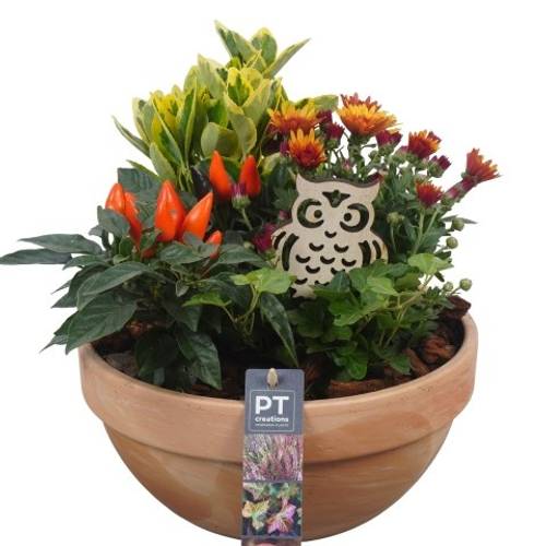 Garten.Arr PTHO4259 T23 H028