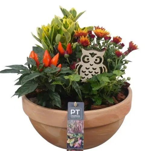 Garten.Arr PTHO4259 T23 H028