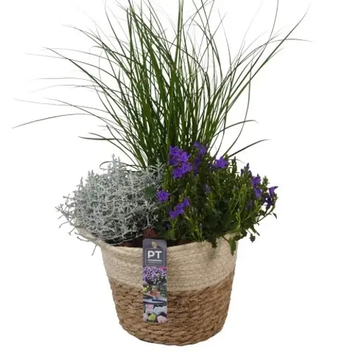 Garten.Arr PTSO8305 T20 H049