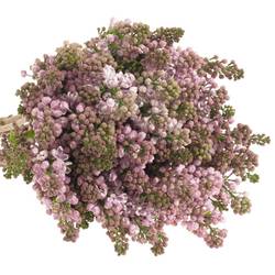 Flieder lila Dark Kost 4 Kopf 50cm