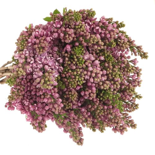 Flieder lila Dark Kost 4 Kopf 50cm