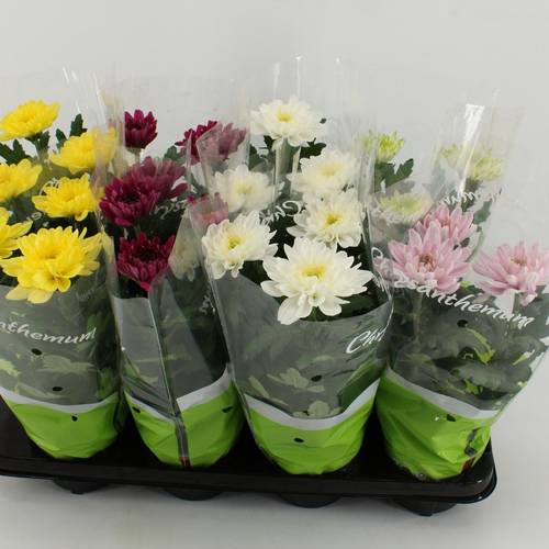 Chrysantheme Zembla mix T12 H030