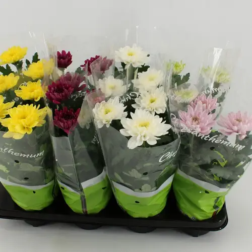 Chrysantheme Zembla mix T12 H030