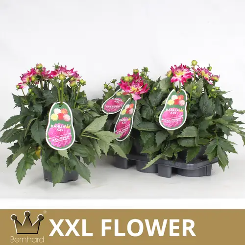 Dahlia rosa Bicolor Aztec T19 H040