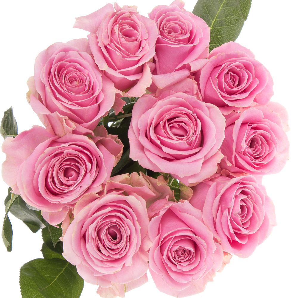 Rose rosa Wham 40cm