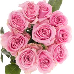 Rose rosa Wham 40cm