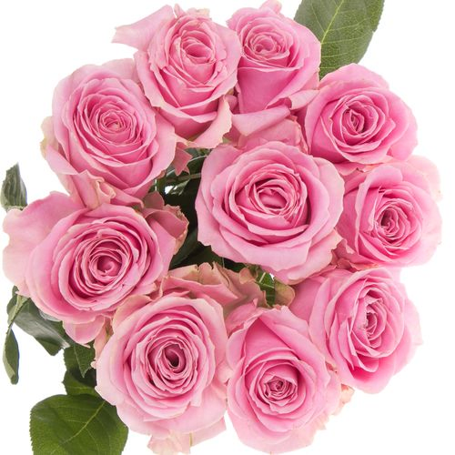 Rose rosa Wham 40cm