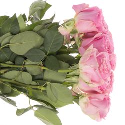 Rose rosa Wham 40cm
