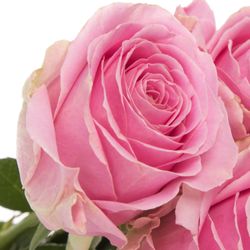 Rose rosa Wham 40cm
