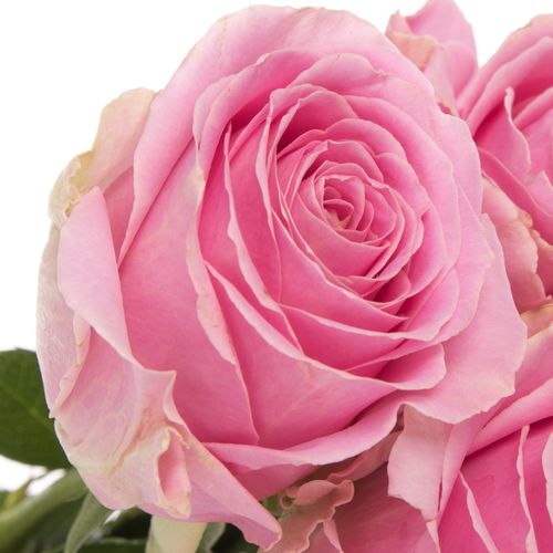 Rose rosa Wham 40cm