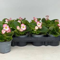Begonia Semp.grün blush T09 H015