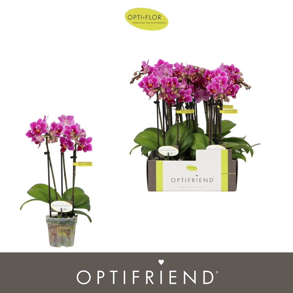 Phal.3-R fuchsia Fay T07 H025