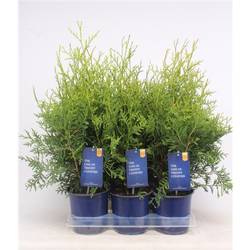 Thuja Occidentalis Brabant T15 H060