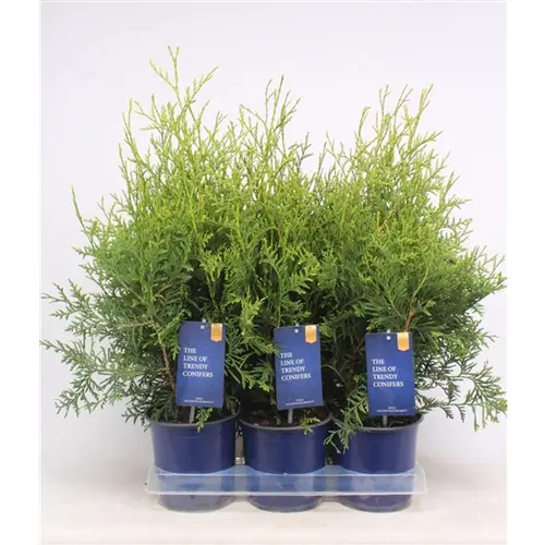 Thuja Occidentalis Brabant T15 H060
