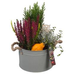 Garten.Arr PTHO4110 Herbst T21 H039