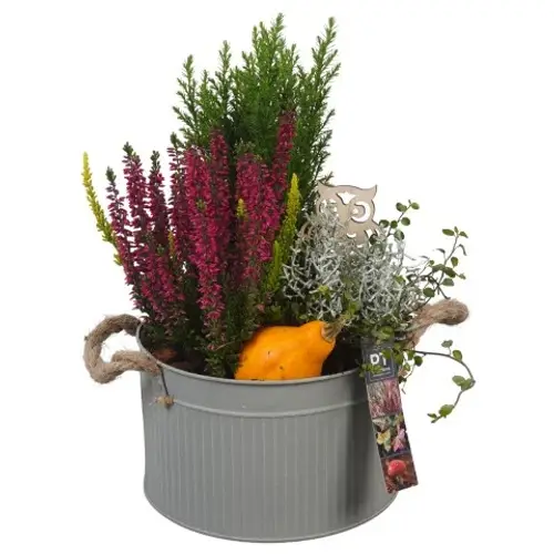 Garten.Arr PTHO4110 Herbst T21 H039