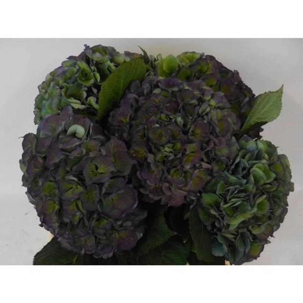 Hortensie lila/grün   Pompidou classic Bol 20cm 40cm