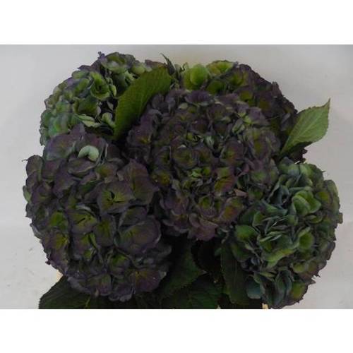 Hortensie lila/grün   Pompidou classic Bol 20cm 40cm